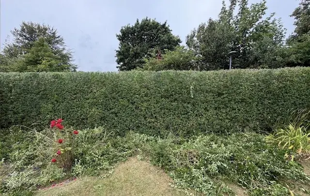 Nyklippet hæk langs haven