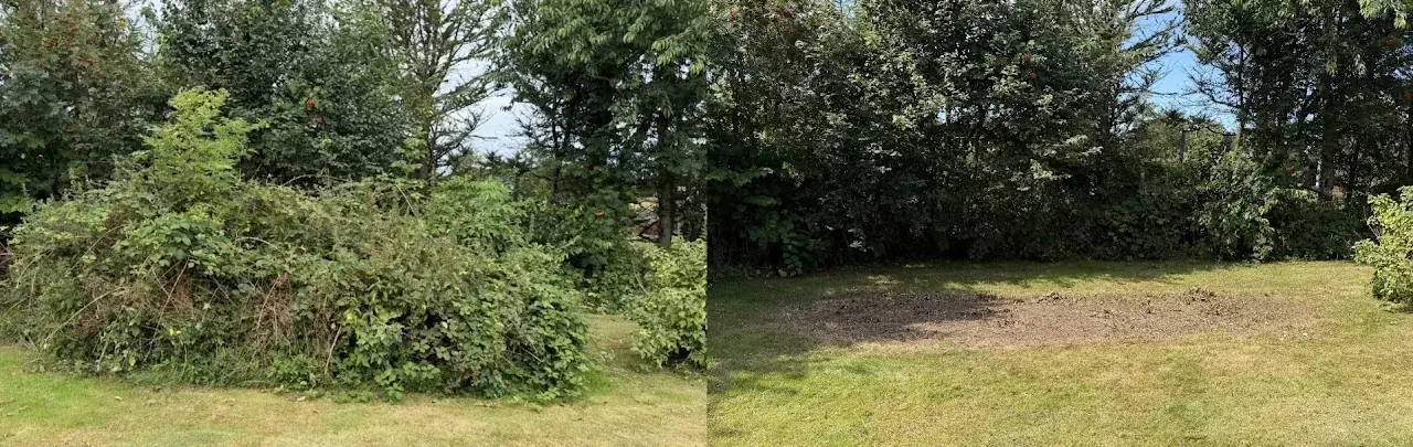 Beplantning før og efter rydning.