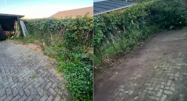Arealet langs hækken før og efter rydning.